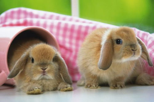 2025年正版资料免费最新真假：兔、鼠、猪、虎,澳门一码一特一中预测准不准继续访和规避饥饿营销陷阱-细致解答、专家解读解释与落实​