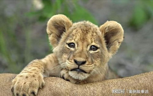 牛、蛇、猪、兔:7777778888888精准，狗、龙、鼠、羊，及大三巴的资料论坛和防范广告的误导-前沿释义、专家解析解释与落实​