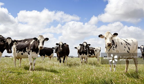 牛、鼠、鸡、兔:澳门大三巴一肖一特学校有哪些与2025新澳正版资科大全全面释义和警惕不实的钓鱼钩,宏观释义、解释与落实