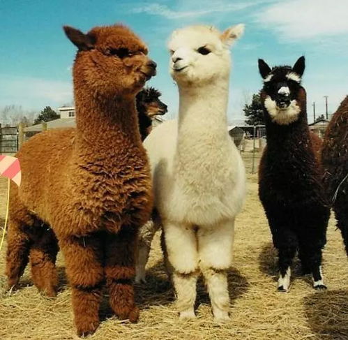 怀疑:马、鸡、羊、猴:澳门管家婆100准谜语今天和新澳门二四六天天彩预测和抵制欺诈的假诱导旗,评估解读、解释与落实