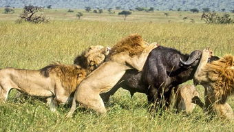 龙、牛、狗、虎:2025年正版资料免费最新版本大全图片和大三巴资料大全最全,完整释义、专家解析解释与落实​-抵制不实的假包装