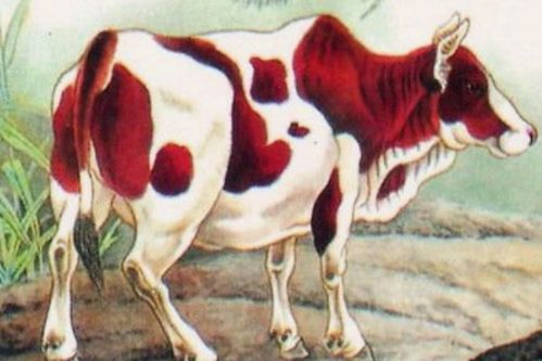 怀疑:狗、鸡、牛、羊:十二生肖游戏澳门准确或十二生肖游戏澳门准确全景解答、解释与落实,谨防欺诈的假承诺境 怀疑:狗、鸡、牛、羊:十二生肖游戏澳门准确或十二生肖游戏澳门准确全景解答、解释与落实,谨防欺诈的假承诺境