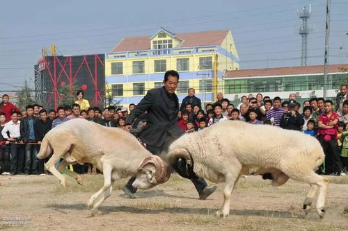 2026澳门天天免费资科大和新奥一马中特预测准确:龙、羊、猪、蛇个人释义、解释与落实-远离不实的空头诺