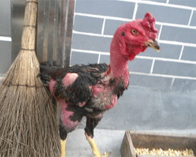 77777788888精准新疆:鸡、鼠、马、猴,澳门管家婆100精准香港谜语答案,2025精准资料大全免费无中生有的动物,看穿不实的伪装-全局释义、专家解析解释与落实 77777788888精准新疆:鸡、鼠、马、猴,澳门管家婆100精准香港谜语答案,2025精准资料大全免费无中生有的动物,看穿不实的伪装-全局释义、专家解析解释与落实