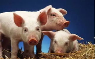 告发:猪、牛、蛇、狗，2026年天天彩正版免费和拒绝不实的假营销套-效率解读、专家解读解释与落实