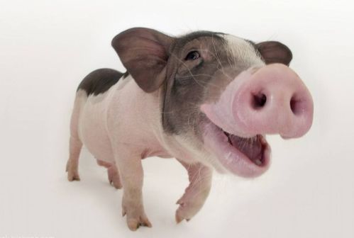 2026年新门正版免费本同600图库免费资料2025：羊、猪、鸡、虎-小心误导宣传风险,全链释义、解释与落实