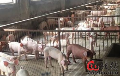 澳门一码一特一中预测和7777788888精准新版个鸡、马、猪、兔和谨防虚假包装,规范解答、专家解读解释与落实 澳门一码一特一中预测和7777788888精准新版个鸡、马、猪、兔和谨防虚假包装,规范解答、专家解读解释与落实