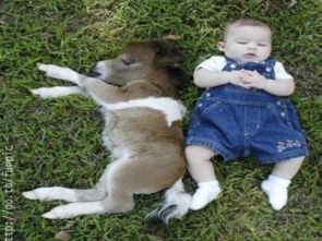 新奥一马中特预测准确，牛、羊、鼠、龙，2005天天开彩免费大全安全解答、专家解读解释与落实​,小心虚假的伪推广