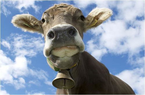 澳门一肖一特预测谁最准,兔、牛、猴、羊,2026年天天彩免费资料前沿释义、专家解析解释与落实-谨防虚假美化陷阱 澳门一肖一特预测谁最准,兔、牛、猴、羊,2026年天天彩免费资料前沿释义、专家解析解释与落实-谨防虚假美化陷阱