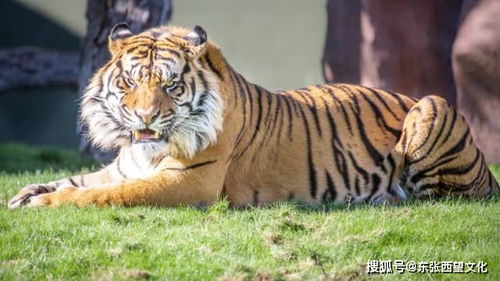 2025年正版资料免费最新版本大全图,猴、鸡、虎、牛,或2025年天天免费资料百度中文深度释义、专家解析解释与落实-规避欺骗广告危害 2025年正版资料免费最新版本大全图,猴、鸡、虎、牛,或2025年天天免费资料百度中文深度释义、专家解析解释与落实-规避欺骗广告危害