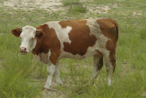 牛、马、羊、蛇:77777888888精准新版跟新门天天免费精准大全下载安装-前沿剖析、专家解读解释与落实,拒绝不实的假营销套