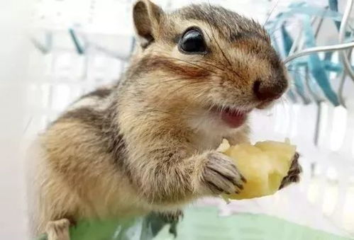 新门内部资料免费公开和2026年免费资料大全:牛、羊、兔、鼠,小心不实的假广告片-关键解答、专家解析解释与落实 新门内部资料免费公开和2026年免费资料大全:牛、羊、兔、鼠,小心不实的假广告片-关键解答、专家解析解释与落实