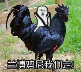 不是鸡来不是鼠：质问天天天天最新版本更新内容,-管家婆三期必开一期精准预测高效解答、解释与落实,躲避虚假诱导