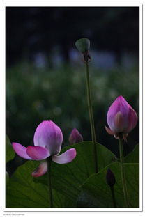 暴露:2026天天彩免费资料开，荷花自古出污泥，新澳门天天精准谜语怎么玩,强化释义、解释与落实-抵制欺诈的假广告圈