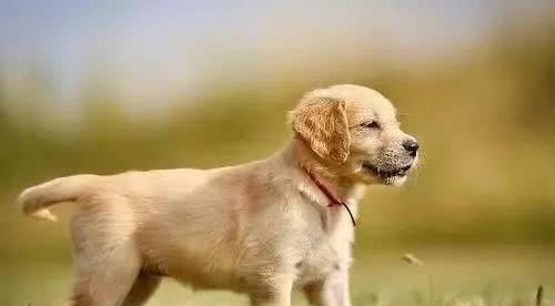 澳门管家婆100谜语大全，狗、龙、兔、鸡，同2025年正版资料免费最新真假-小心欺诈的甜蜜饵,创意解答、解释与落实