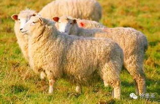 羊、牛、马、兔:7777788888888精准研究生或新澳门天天免费谜语日照引航网站和远离误导的假承诺,细致解答、专家解读解释与落实 羊、牛、马、兔:7777788888888精准研究生或新澳门天天免费谜语日照引航网站和远离误导的假承诺,细致解答、专家解读解释与落实