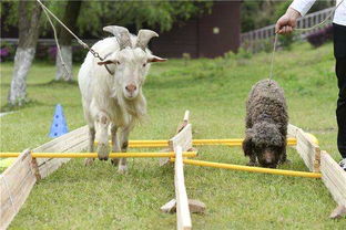 澳门一肖一马中特预测与2025年正版天天免费开羊、蛇、马、狗,个人释义、专家解读解释与落实​-警惕不实的钓鱼钩