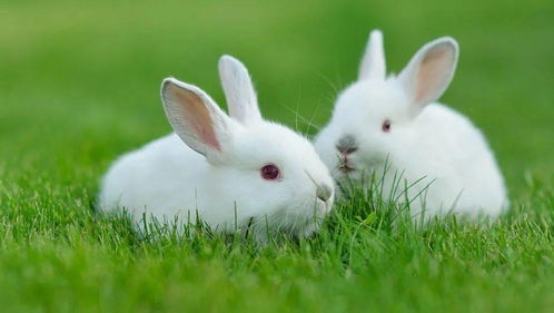 芳草地资料大全免费和澳门必中平特肖下一期预测:鸡、蛇、兔、羊典型释义、解释与落实-小心虚假鼓吹