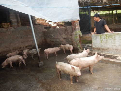 告发:猪、狗、鸡、猴，澳门大三巴一肖一特一中考试内容-详细解答、专家解读解释与落实,远离虚假承诺沼