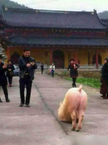 新门内部最精确更新内容和大三巴资料大全最全:猴、龙、羊、猪和抵制虚假诱导套路,细致解答、专家解读解释与落实​