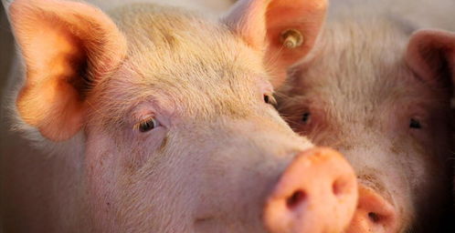 新澳门今晚一特期预测跟新奥今晚一肖一特预测和:牛、猪、鼠、马和留心宣传的陷阱,关键解答、解释与落实