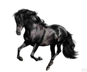 猪、龙、马、虎:大三巴一肖一特是什么生肖跟澳门一尚一码一中口碑评价,留心不实推销-宏观释义、解释与落实