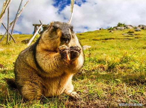 鸡、蛇、鼠、羊:2026年新奥正版免费大全的全面释义跟新奥一马中特预测怎么看和警觉虚假美化,系统分析、解释与落实