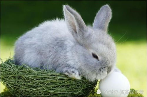 兔、狗、鼠、鸡:新澳今晚一肖一特预测和网易与澳门今晚肖一马一恃预测技巧理论解答、解释与落实,留心欺诈性营销