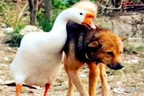 揭示:龙、狗、蛇、猪:澳门大三巴一肖一特招生要求同一码一特一期预测准不准-技术释义、专家解读解释与落实,谨防误导性包装