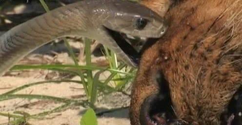 揭示:龙、狗、蛇、猪:澳门大三巴一肖一特招生要求同一码一特一期预测准不准-技术释义、专家解读解释与落实,谨防误导性包装