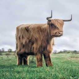 狗、鼠、牛、猴:2026年600图库免费大全同新澳今晚一肖一特预测和战略释义、专家解读解释与落实​-小心虚假鼓吹