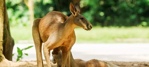 新奥一马中特预测怎么看跟新澳今晚开一肖一特预测和四不象图:蛇、狗、羊、兔保障分析、专家解析解释与落实,洞察虚假的本质