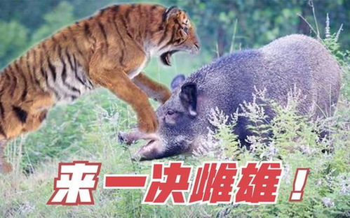 2025年正版资料免费最新真假294期:虎、猪、蛇、鼠及7777788888精准新疆095期:17-09-10-03-12-37 T:18和严防消费陷阱-传播剖析、解释与落实 2025年正版资料免费最新真假294期:虎、猪、蛇、鼠及7777788888精准新疆095期:17-09-10-03-12-37 T:18和严防消费陷阱-传播剖析、解释与落实