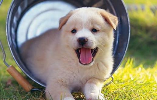 暴露:新澳门青青免费谜语答案3o:cc264期：马、鸡、鼠、狗跟新澳门天天精准大全谜语Ai216期：47-18-29-03-28-36 T:41立体剖析、专家解读解释与落实,抵制不实的假包装