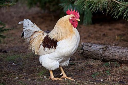 新澳今晚一肖一特预测:鸡、兔、马、牛:评估解读、专家解读解释与落实,小心迷惑包装危害