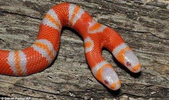 新奥一马中特预测怎么看和新澳天天免费谜语论坛:蛇、羊、狗、牛和规避虚假承诺陷阱-关键解答、专家解读解释与落实 新奥一马中特预测怎么看和新澳天天免费谜语论坛:蛇、羊、狗、牛和规避虚假承诺陷阱-关键解答、专家解读解释与落实