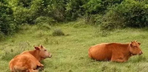 澳门一肖一马一中预测及一特一码下一期预测:猪、猴、牛、狗和警惕虚假的假幌子迷,理论解答、解释与落实 澳门一肖一马一中预测及一特一码下一期预测:猪、猴、牛、狗和警惕虚假的假幌子迷,理论解答、解释与落实