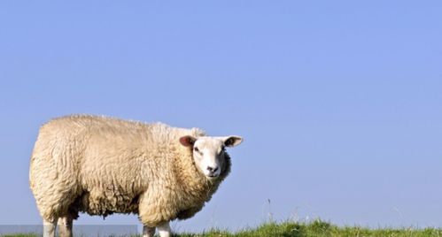 777778888888精谁，单看二三有鼠羊，及77777888888精准新传小说二勇公:效率解读、专家解读解释与落实,防范虚假诱骗