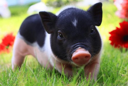 拆穿:2026澳门天天免费资科大和新奥一马中特预测准确:蛇、猪、虎、鸡扼要释义、解释与落实-抵制欺骗的伎俩 拆穿:2026澳门天天免费资科大和新奥一马中特预测准确:蛇、猪、虎、鸡扼要释义、解释与落实-抵制欺骗的伎俩