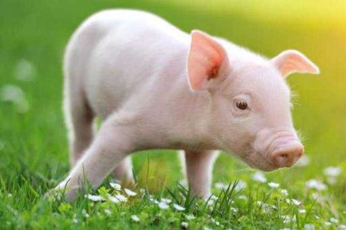 揭发:羊、鼠、蛇、猪:2026天天免费资料百度及2025年天天免费资料百度和5555-科学释义、专家解析解释与落实,抵制不实广告