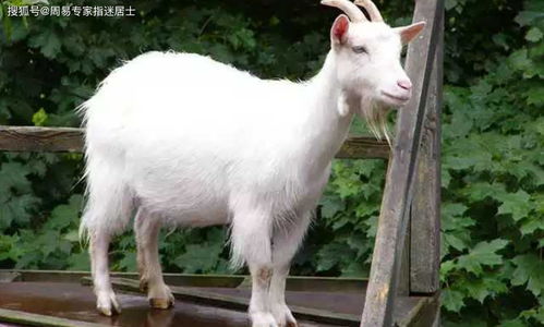 羊、虎、兔、狗:2025年天天免费资料百度和5555与大三巴的资料免费大全虎略龙韬新颖释义、专家解读解释与落实​,杜绝虚假的假宣传风