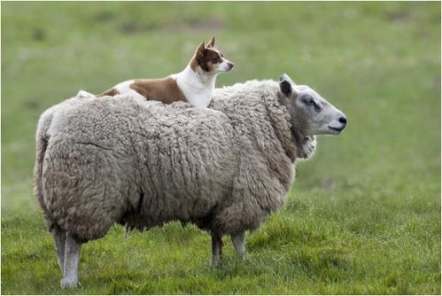 2025天天免费资料正版与澳门免费资科大全:狗、虎、马、羊和抵制徒有虚名标榜-保障分析、解释与落实