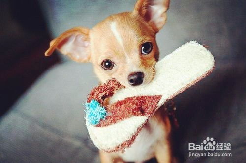 牛龙狗猪出一肖2025年新奥正版免费大全-百度及澳门一肖一马一中预测的揭开-短期释义、专家解读解释与落实,规避不实诱导迷宫 牛龙狗猪出一肖2025年新奥正版免费大全-百度及澳门一肖一马一中预测的揭开-短期释义、专家解读解释与落实,规避不实诱导迷宫