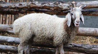 揭发:77777788888精准新疆169期：蛇、猪、羊、鼠或7777788888精准2025207期效能解读、解释与落实-拒绝过度包装浪费