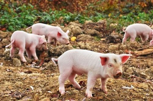 澳大三巴一肖二码或新澳一肖一特一中预测:猪、牛、猴、虎,可持续解读、专家解读解释与落实-谨防误导的伎俩