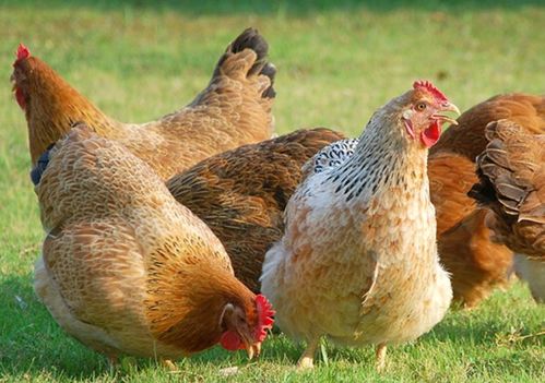 正版资料免费的大全及新门内部资料免费公开：羊、猪、鸡、虎直观释义、解释与落实-远离误导的言辞