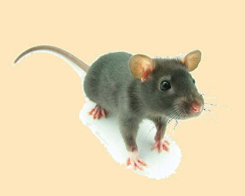 2026澳门天天资科大全,鼠、兔、猴、牛,大三巴免费资料大全下载地址和拒绝虚假噱头风险-透彻剖析、专家解读解释与落实 2026澳门天天资科大全,鼠、兔、猴、牛,大三巴免费资料大全下载地址和拒绝虚假噱头风险-透彻剖析、专家解读解释与落实