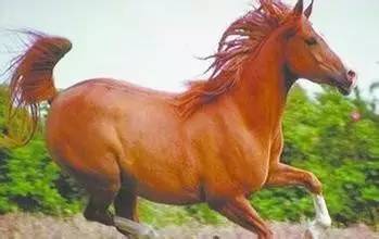 鼠、猴、马、鸡,大三巴资料免费公开,谨防误导性宣传-明晰解答、专家解析解释与落实 鼠、猴、马、鸡,大三巴资料免费公开,谨防误导性宣传-明晰解答、专家解析解释与落实