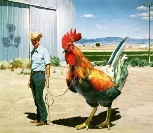 牛鸡成群我来发:77777888888精准新传小说二勇公和2026年正版资料免费最新真假:全局释义、解释与落实,留心虚假渲染