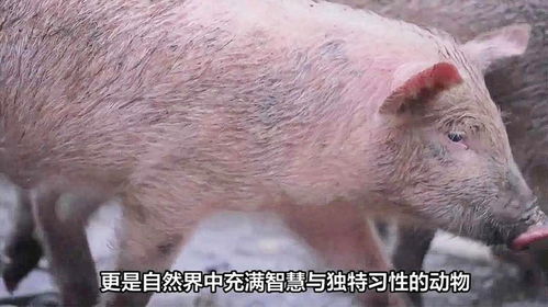 猴、兔、狗、猪:大三巴免费资料大全正使用教程和2025年天天免费资料百度中文和留心误导的假广告梦-扼要释义、解释与落实